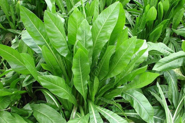 將軍菊苣牧草營養價值高嗎 將軍菊苣牧草營養價值高嗎