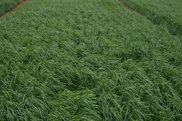 牧草黑麥草一畝地用多少種子？如何把握用量呢