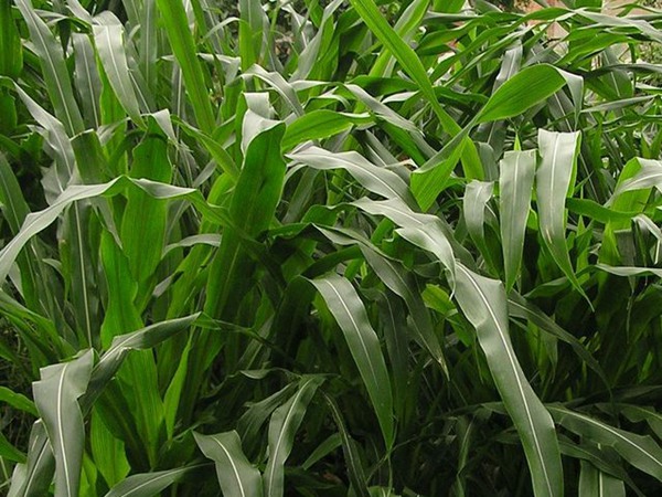 哪種飼草養羊育肥效果好 哪種飼草養羊育肥效果好