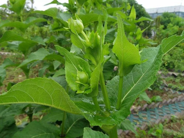 串葉松香草怎樣去毒，營養價值有哪些？