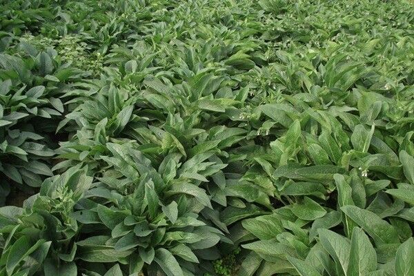種植俄羅斯飼料菜的經濟效益如何
