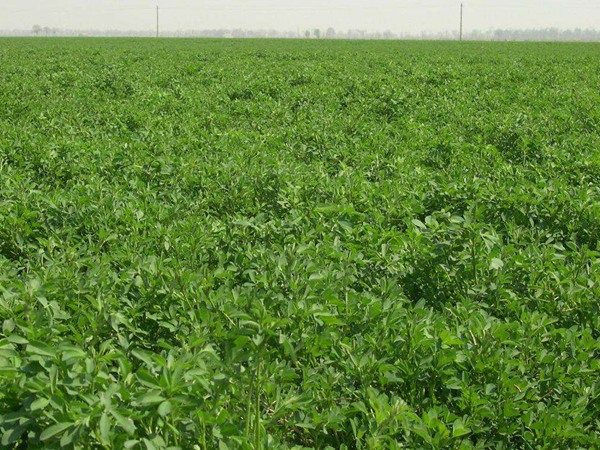 三得利紫花苜蓿的畝產量是多少,如何提高產量 三得利紫花苜蓿的畝產量是多少,如何提高產量