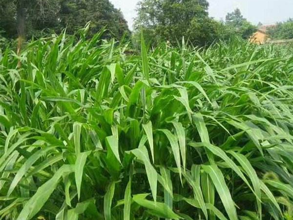 種植墨西哥玉米草的經濟效益如何？如何提高效益