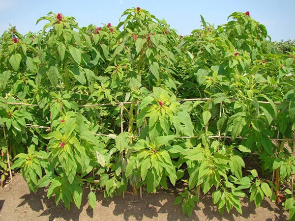最高的飼草品種，如何種植護理