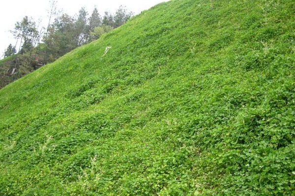 一只羊吃多少飼草料，提高肉質用什么喂羊