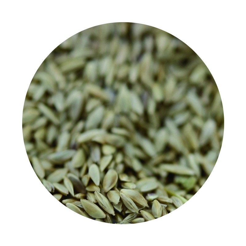 狗牙根種子 狗牙根種子