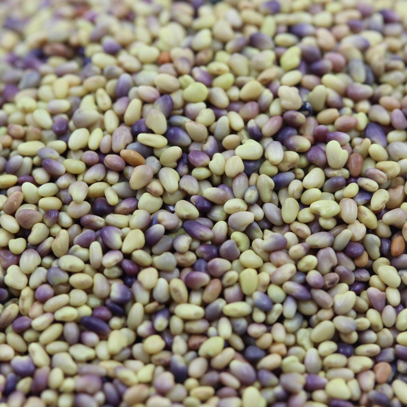 紅三葉jpg 紅三葉jpg