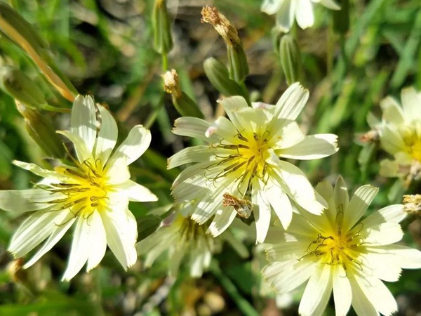 山野花系列------苦荬菜牧草種子 山野花系列------苦荬菜牧草種子