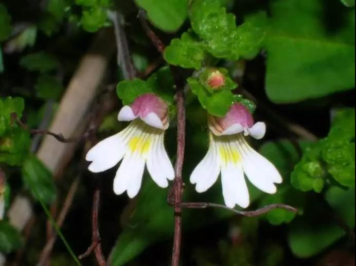“小米草”的養護方法與播種繁殖 “小米草”的養護方法與播種繁殖