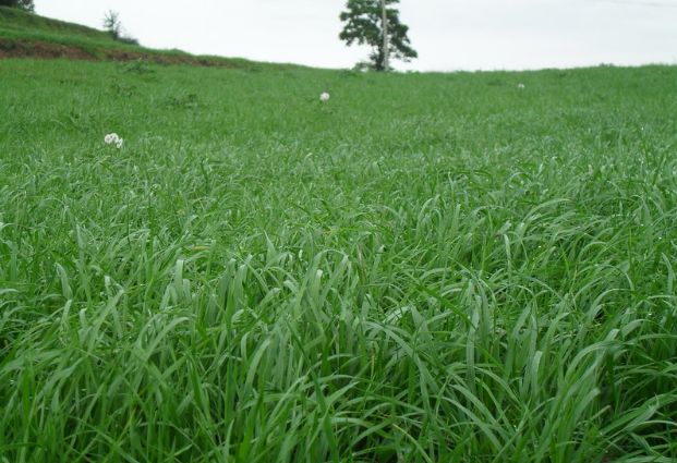 養牛最適合種植什么牧草比較好？種植方法是什么？