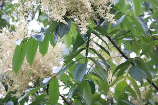 江陰鄉土植物——鹽膚木灌木 江陰鄉土植物——鹽膚木灌木