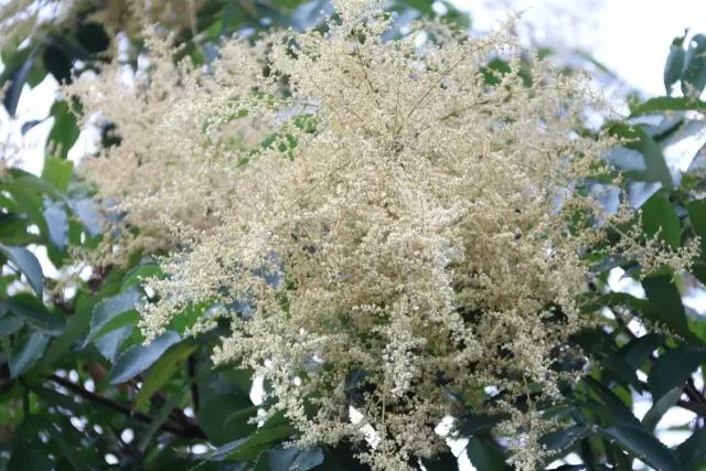 江陰鄉土植物——鹽膚木灌木 江陰鄉土植物——鹽膚木灌木