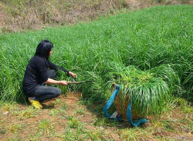 一次種植，多次收益的優質牧草——多年生黑麥草