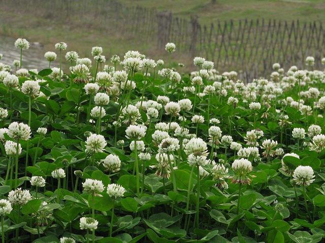 綠化草坪種子種植,白三葉的有點有哪些 綠化草坪種子種植,白三葉的有點有哪些