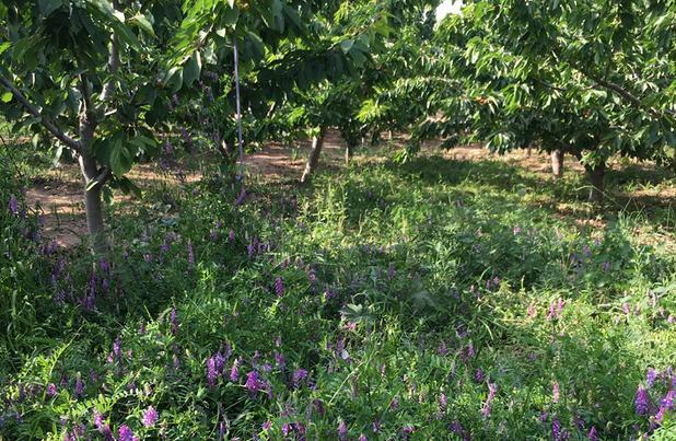 光葉紫花苕的植物學特征及生物學特性經濟價值 光葉紫花苕的植物學特征及生物學特性經濟價值
