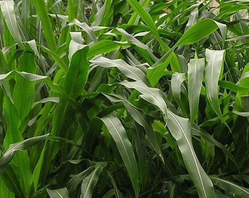 1627275275830245.jpg image.jpg