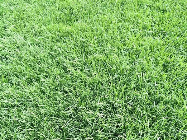 1627377000816053.jpg image.jpg