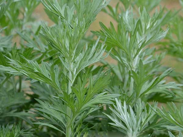 1627378901326097.jpg image.jpg