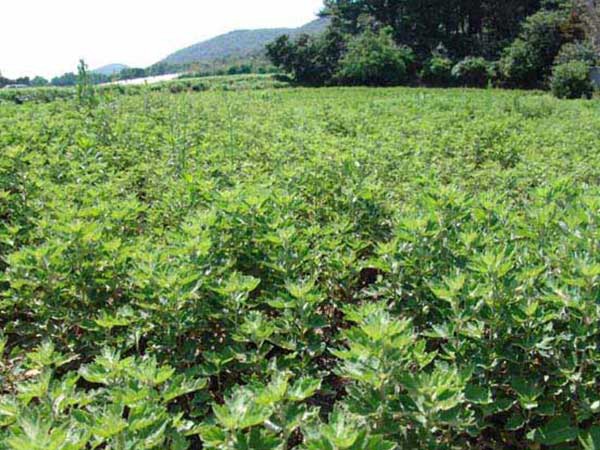 1627378918330373.jpg image.jpg