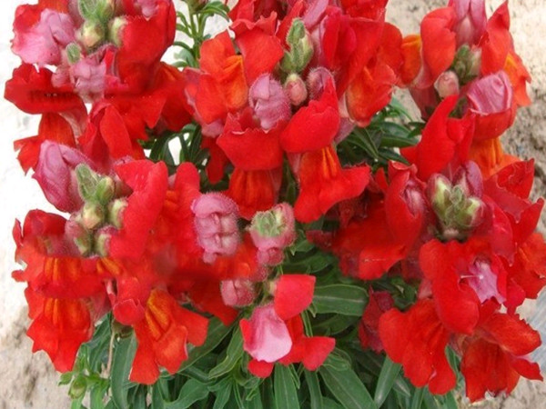 1627954605602382.jpg 金魚草1_副本.jpg