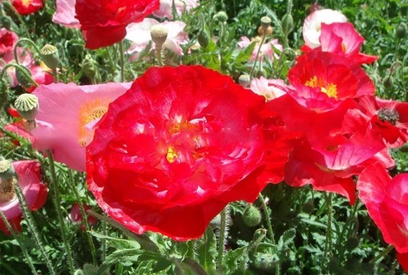 1628225203858851.jpg image.jpg