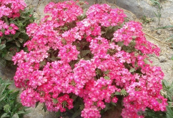 1628920046999266.jpg 1628920040(1).jpg