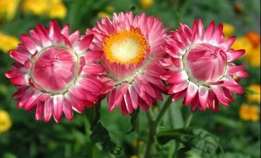 喜歡菊花不如養盆“麥稈菊”，養護記住以下3個小技巧