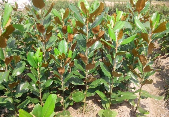 1630480139900826.jpg image.jpg