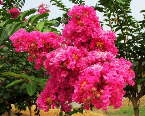 1630667741662728.jpg image.jpg