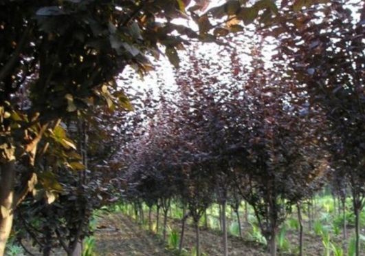 1631088917464119.jpg image.jpg