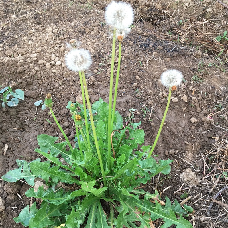 蒲公英有哪些功效？蒲公英的“四不喝”