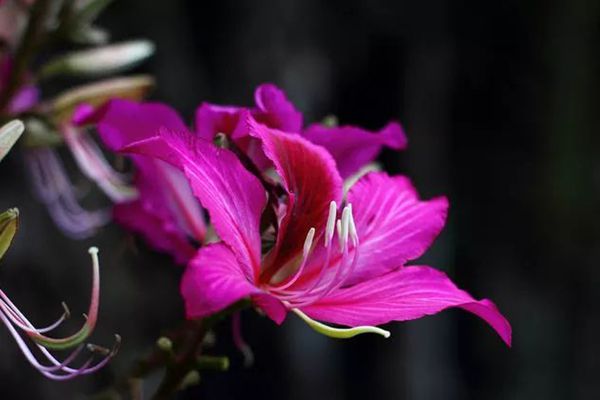 紫荊花 紫荊花