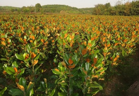 1632814040114576.jpg 1632814040114576.jpg