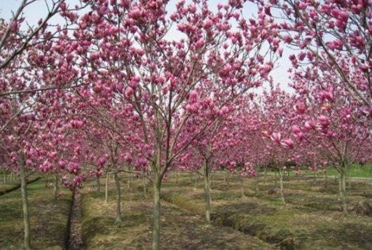 1632829912992415.jpg image.jpg