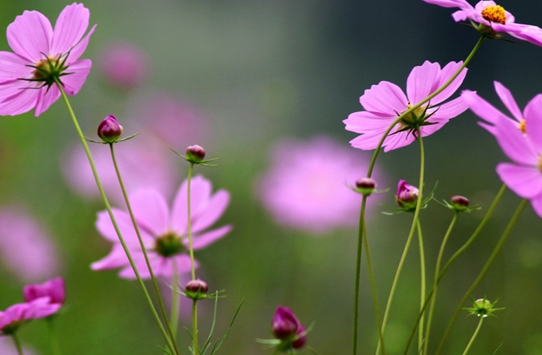 格桑花11111111.jpg