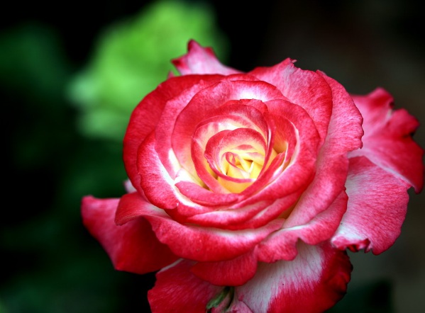 1633763182176644.jpg image.jpg