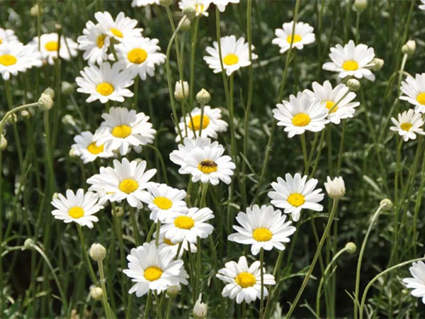常綠開花多年生除草菊
