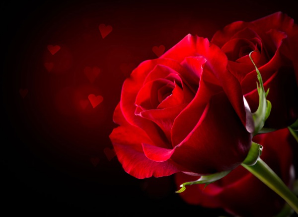 1637021285222614.jpg image.jpg