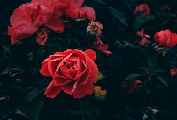 1637029545956554.jpg image.jpg