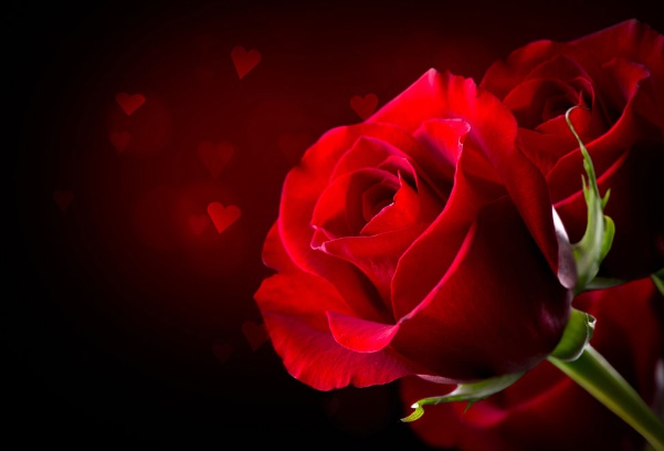 1637029574886274.jpg image.jpg