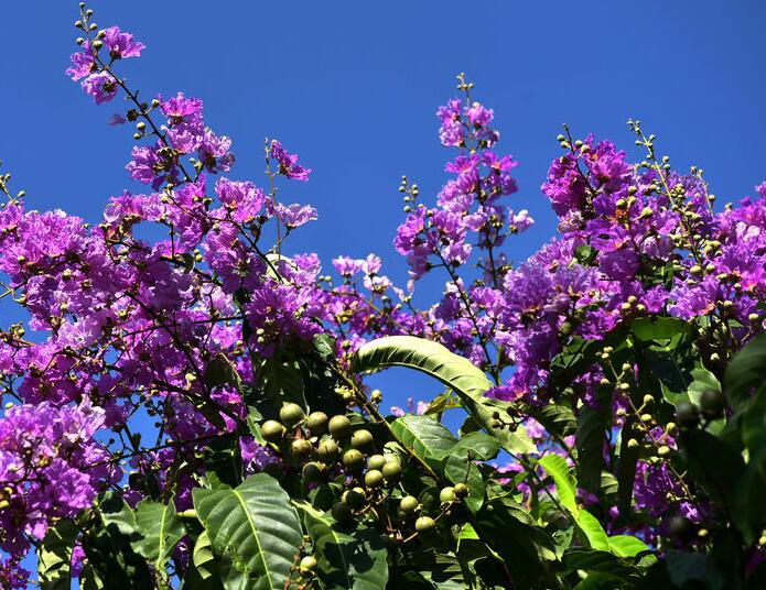 紫薇2.jpg