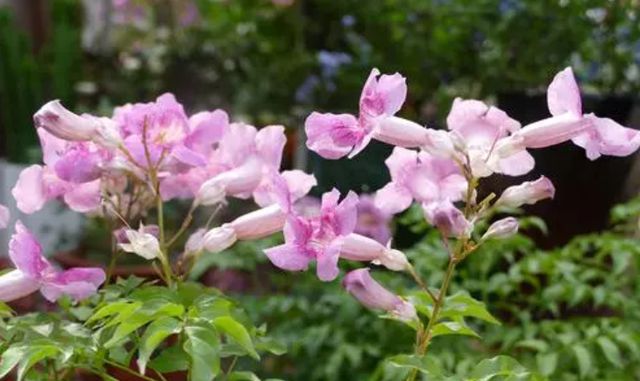 1639047288751136.jpg 1639047288751136.jpg