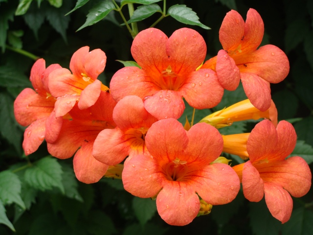 1639302777687191.png 1639302777687191.png