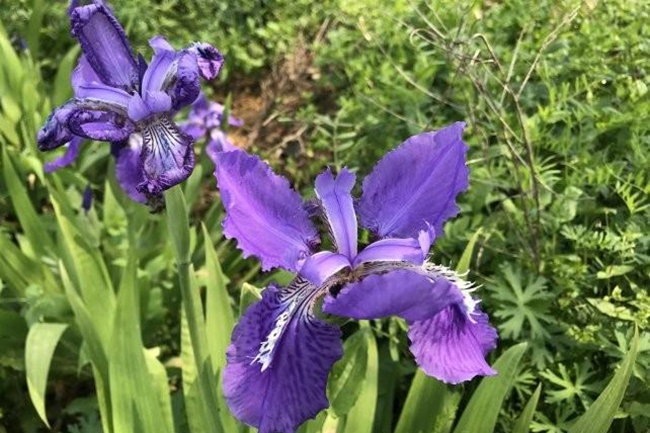 鳶尾花