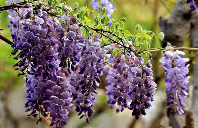 紫藤