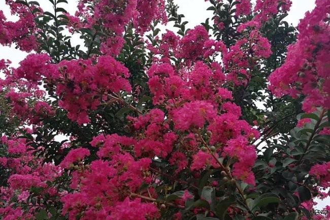 紫薇花樹