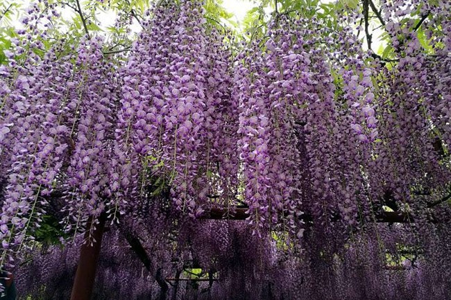 九尺紫藤