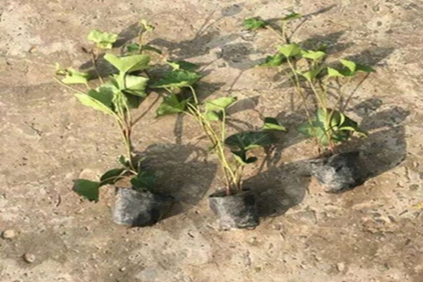 爬山虎3 [原始大小].jpg