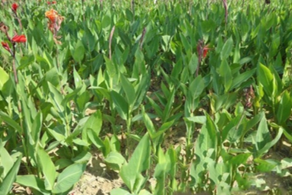 美人蕉1 [原始大小].jpg