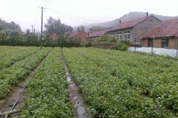 丁香花3 [原始大小].jpg